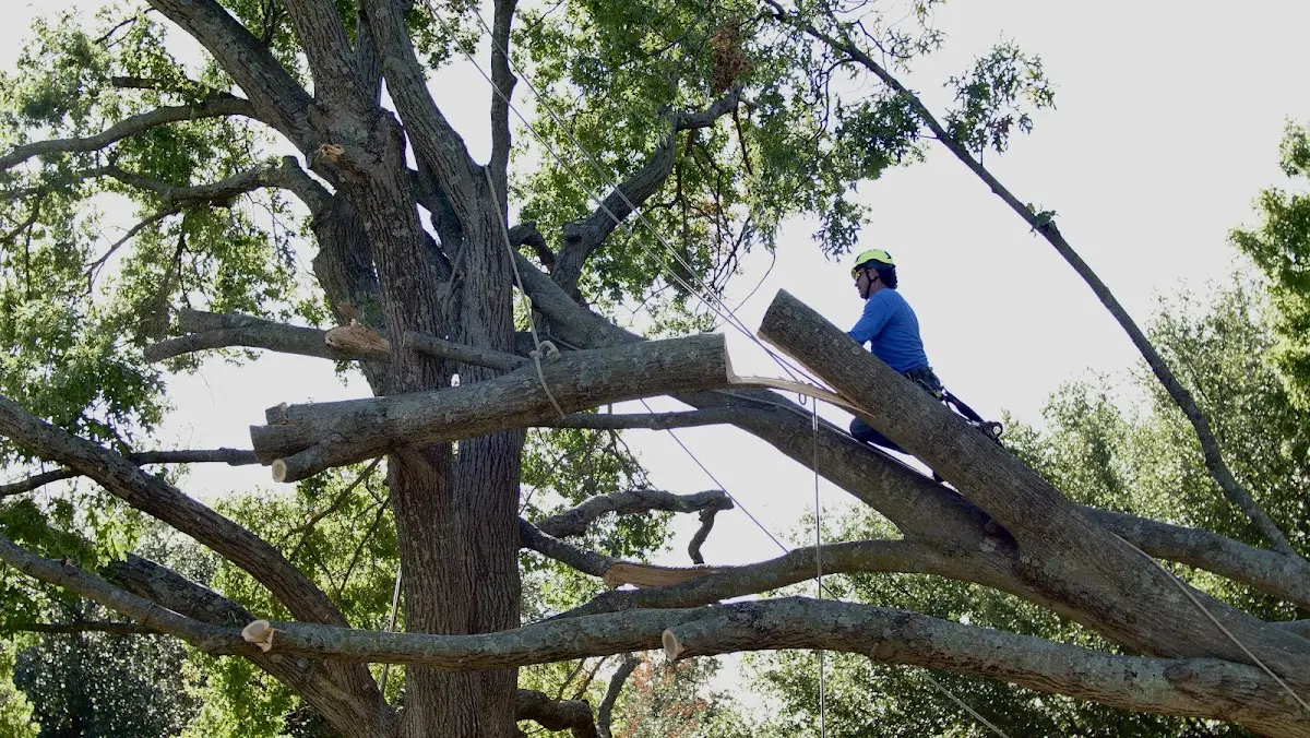 Professional Hazardous Tree Removal performed by certified arborists in Center Ridge