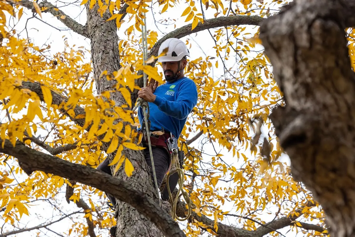 Skilled Tree Planing crew working in Center Ridge
